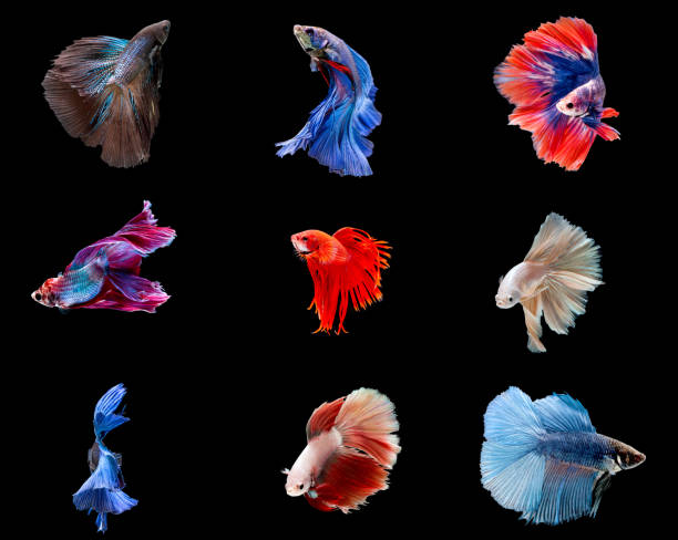 istock Betta fish, siamese fighting fish, betta splendens isolated on black background 816858562