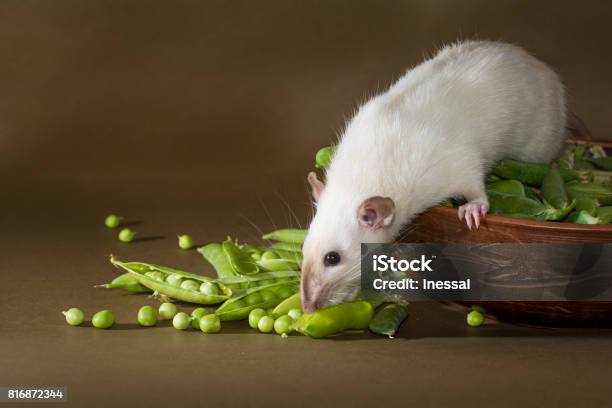 The Rat Chooses Green Peas Stock Photo - Download Image Now - Animal, Animal  Body Part, Animal Eye - iStock