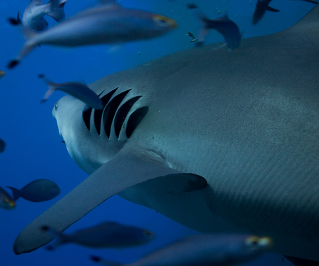 A bull shark swimming away with its gills in focus.