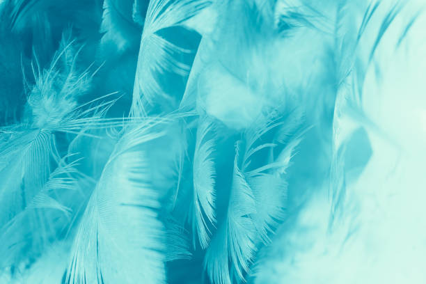 istock green turquoise vintage color trends chicken feather texture background 816877618