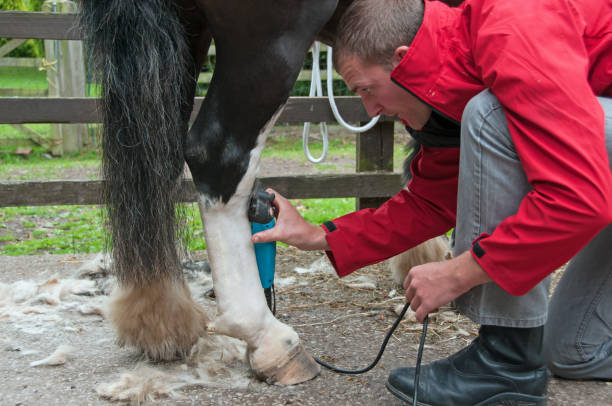 馬のクリッピング - horse cutting competition ストックフォトと画像