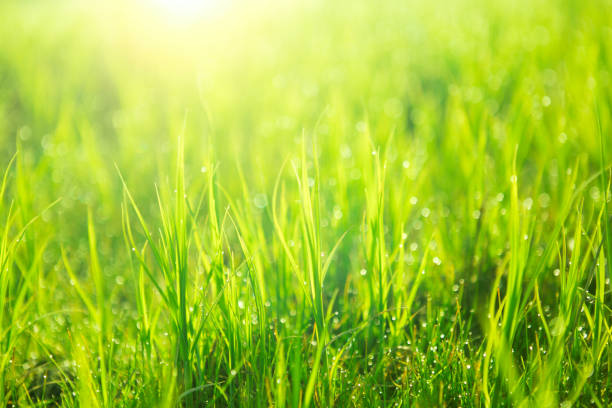 istock Close up fresh green grass with drops. Nature Background 816893094