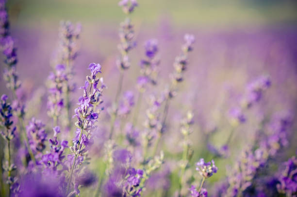 istock Lavender flowers in the fields 816898378