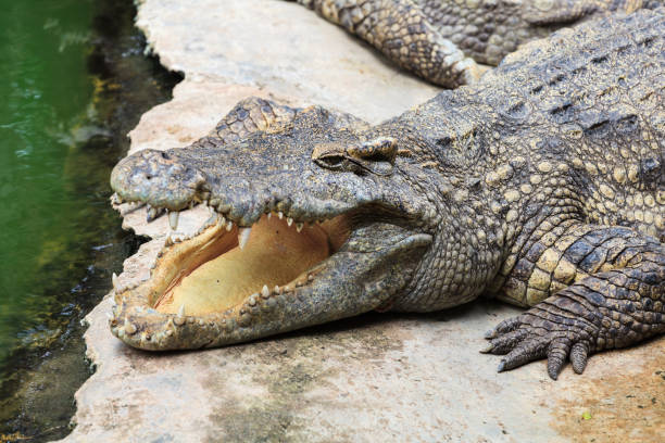 istock Crocodiles at Crocodile Farm in Thailand 816901130