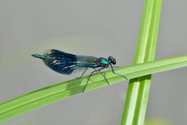 istock Macro Dragonfly near the river on the flower 816901414