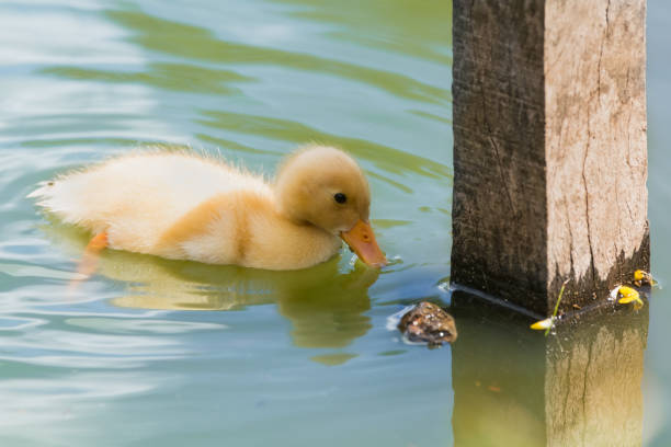 istock Ducklings swim in the water 816901442