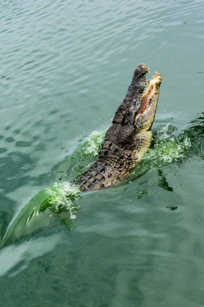 istock Crocodiles In A Crocodiles Farm ,Thailand 816901596