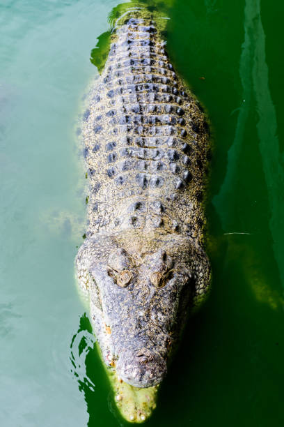 istock Crocodiles In A Crocodiles Farm ,Thailand 816901730