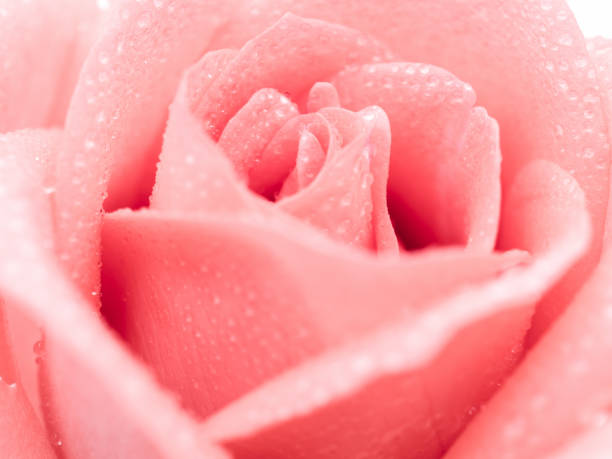 istock Beautiful pink rose flower with droplet 816906560
