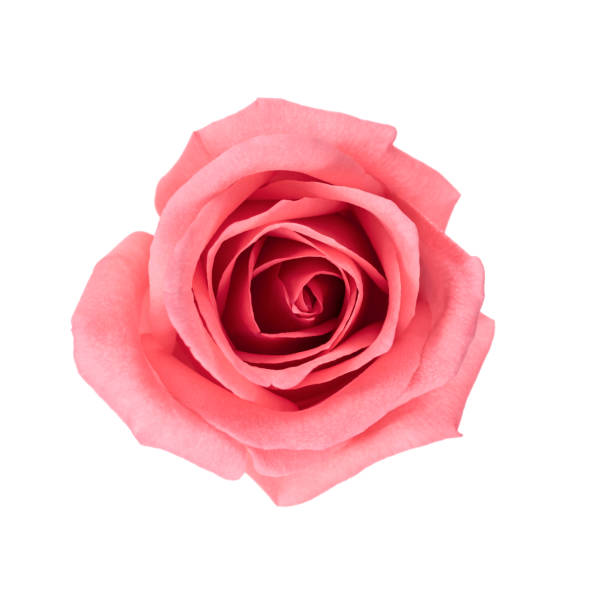istock Beautiful pink rose flower with droplet 816906916