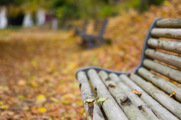 A bench, during the autumn,  covered by some leaves, with orange leaves in the background