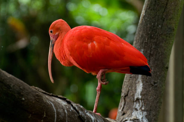 istock Birds in Singapore 816914874
