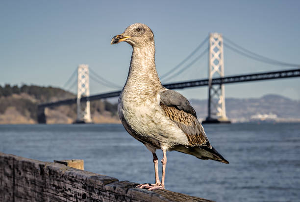 San Francisco Bay Bridge With A Seagull stock photo