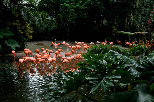 istock Birds in Singapore 816915396