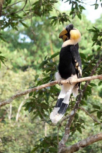 istock Buceros bicornis. great pied hornbill 816918582
