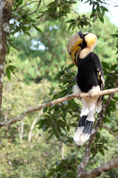 istock Buceros bicornis. great pied hornbill 816918614