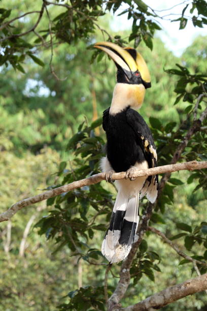 istock Buceros bicornis. great pied hornbill 816918616