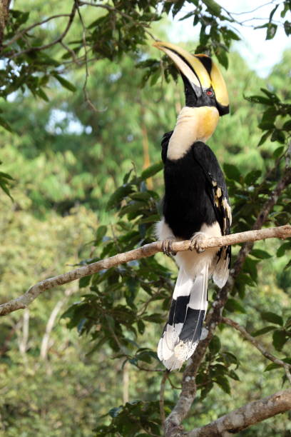 istock Buceros bicornis. great pied hornbill 816918620