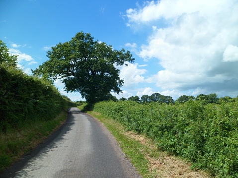 Empty single track country lane/path. Rarely used rural byway. Norfolk, England, UK.