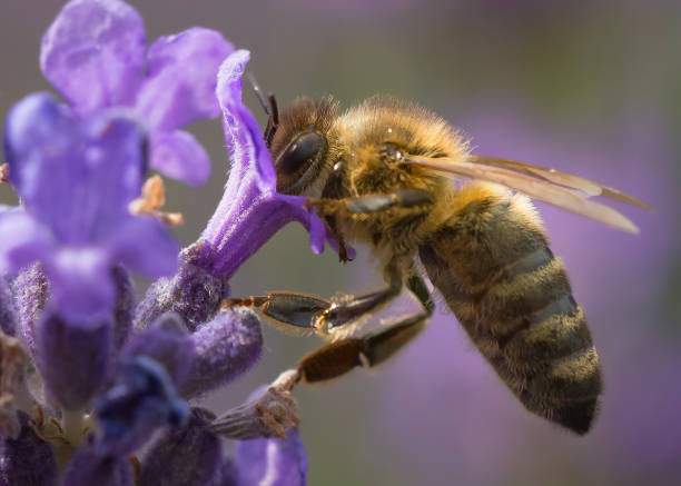 istock Close-up of a bee sitting on a lavender flower 816923834