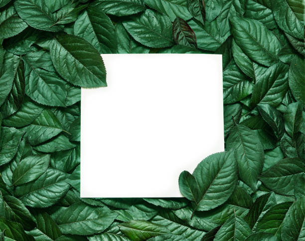 Creative layout made of leaves with paper card note. Flat lay. Nature concept