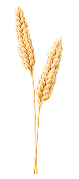 Isolated wheat. Two wheat ears isolated on white with clipping path