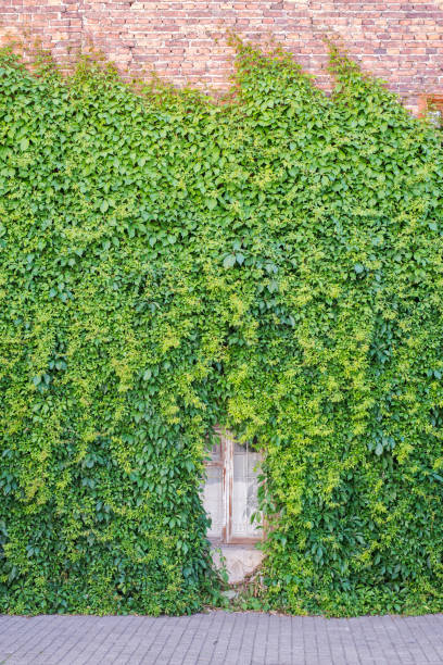 istock Green creeper plant on the wall 816924508