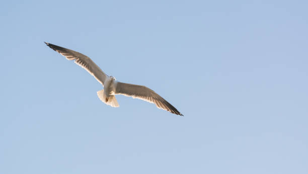 istock Flying seagulls in the blue sky 816926938