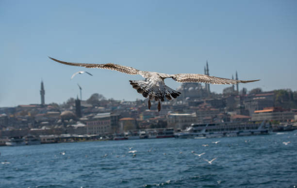 istock Seagull in a sky with a mosque background 816932232