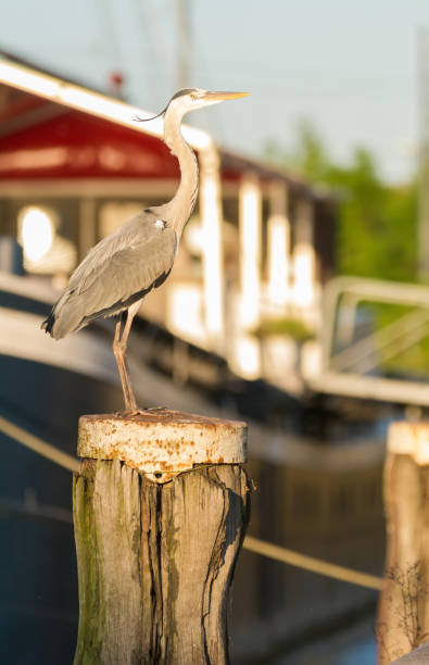 istock A grey heron in the port of Amsterdam 816944120
