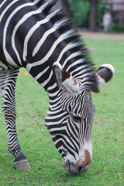 istock Head of zebra in green field 816944486