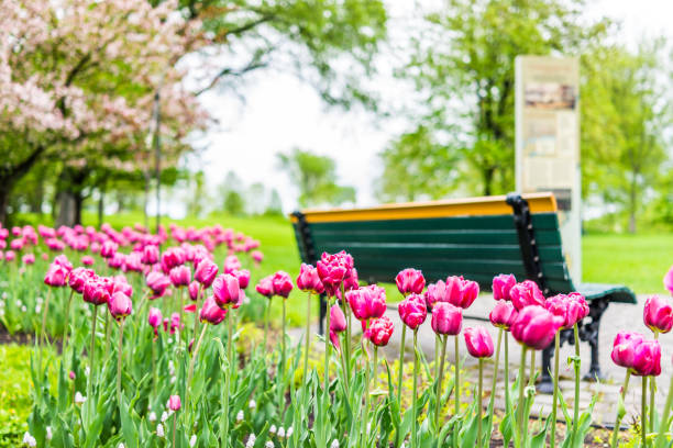 istock Empty bench in green plaines d'Abraham in morning during summer with pink or purple tulip flower bed in Quebec City 816944548