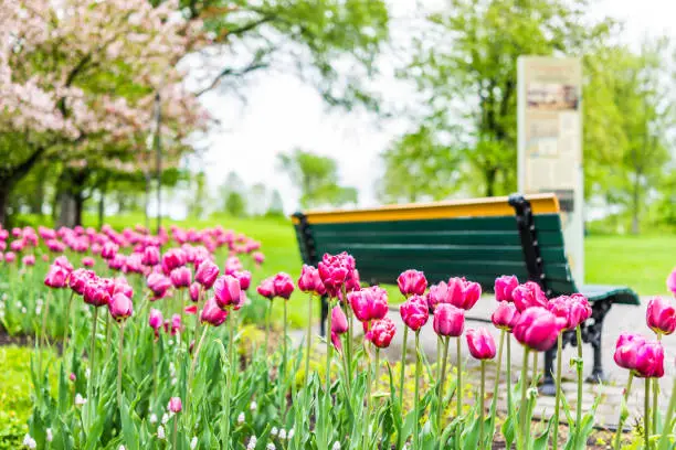 Empty bench in green plaines d'Abraham in morning during summer with pink or purple tulip flower bed in Quebec City