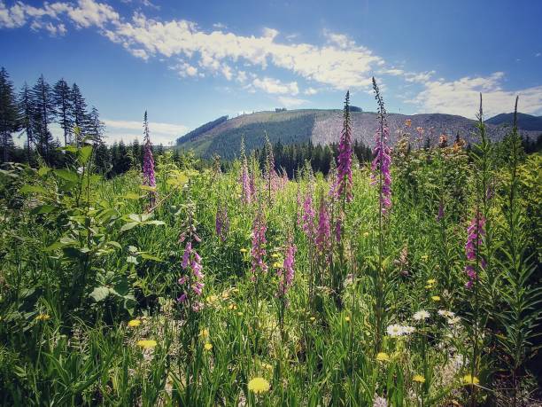 istock Mountain Landslide Logging Field Summer Wildflowers, Washington 816944674
