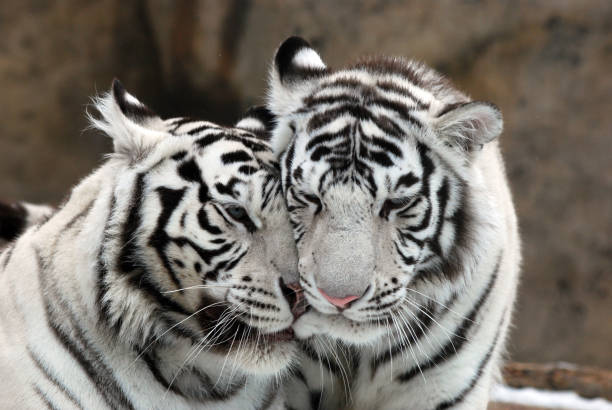 460+ Tiger Love Large Feline Stock Photos and Royalty-Free