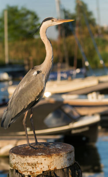 istock A grey heron in the port of Amsterdam 816949112