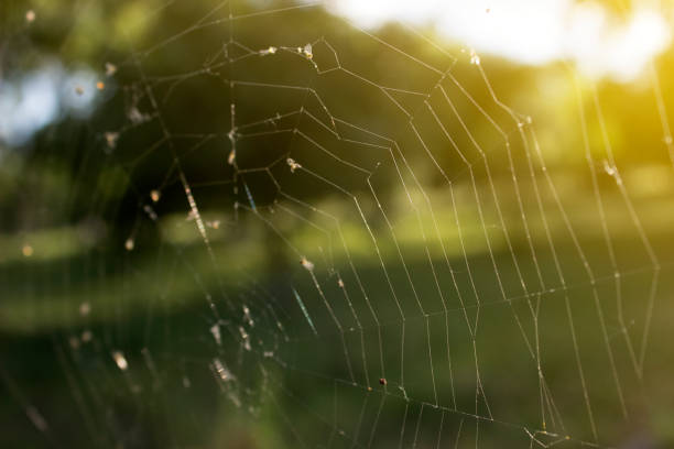 istock Web in the early morning in the sun 816956754
