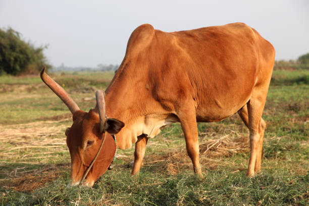 istock Curious cow eating grass at the field 816963336