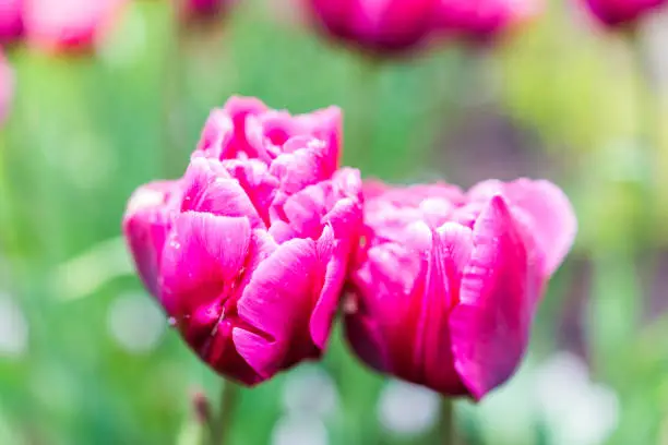 Two vibrant magenta pink or purple tulip flowers closeup with rain drops macro
