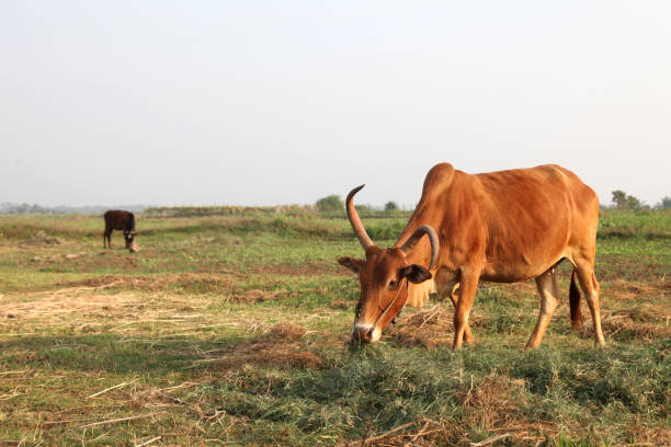 istock Curious cow eating grass at the field 816963578