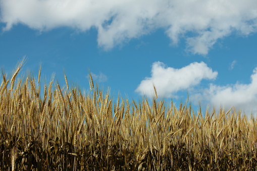 Barley field, closeup of barley field in early summer