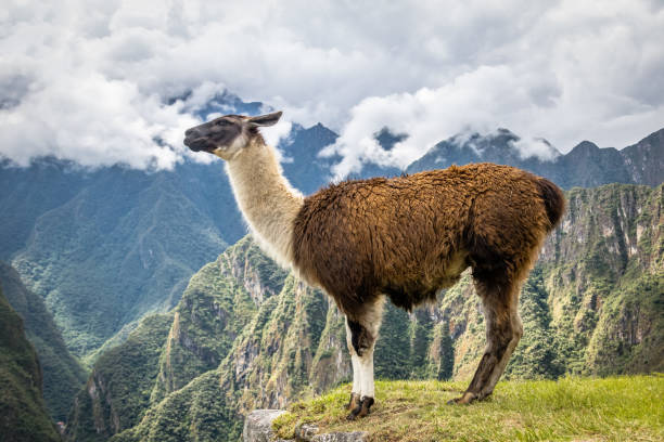 istock Llamas at Machu Picchu Inca Ruins - Sacred Valley, Peru 816973482