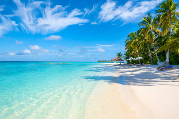 istock Sandy beach  in Indian ocean, Maldives island 816973706
