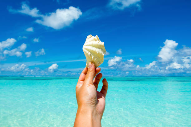 istock Beautiful tropical shell on women's hand with ocean on background 816978044