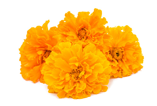 yellow marigold on a white background