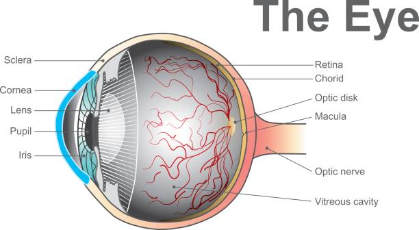 illustrations, cliparts, dessins animés et icônes de système des yeux - animal retina