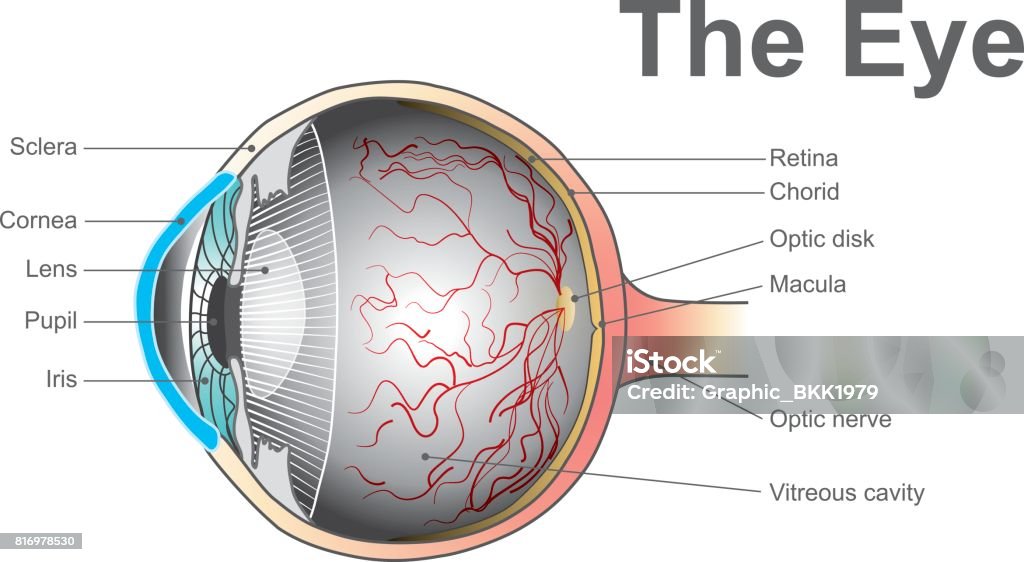 eye system Eyes are the organs of vision. They detect light and convert it into electro-chemical impulses in neurons. Anatomy body human vector graphic. Eye stock vector
