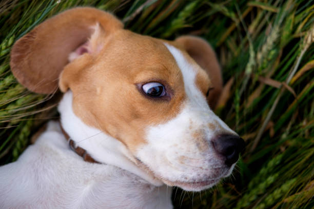 istock The Beagle lies in a wheat field 816981908