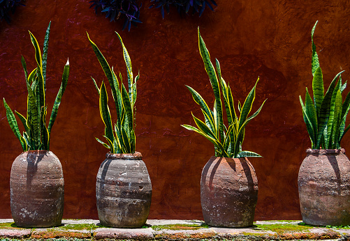 Country house wall with snake plant in pots, abstract background