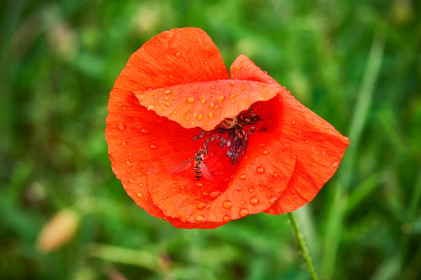 A fly has landed on a poppy and is waiting to get dry and warm to leave again.